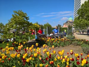 grillstation im lustgarten potsdam mit tulpen beim muko freundschaftslauf von kontraschall