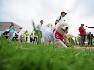 muko freundschaftslauf 2017 lustgarten potsdam läufer mit hunden event von kontraschall